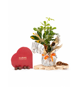 Buket Kağıtlı Saksıda Schefflera ve Gurme Lezzetler